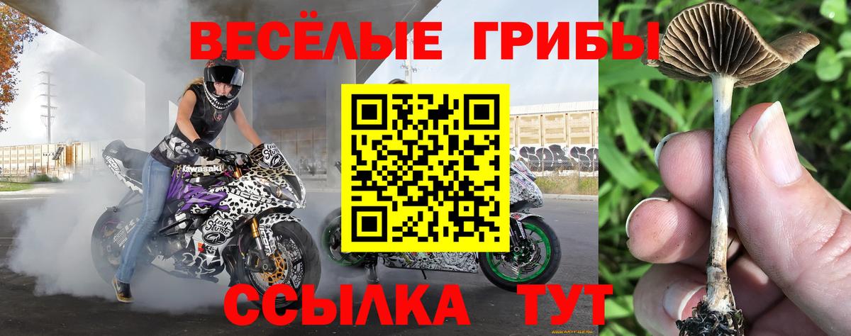 Псилоцибиновые грибы GOLDEN TEACHER Хабаровск